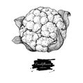 Cauliflower hand drawn illustration. Vegetable engraved