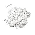 Cauliflower hand drawn ink sketch