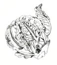 Cauliflower hand drawn ink sketch. Isolated. Vegetable engraved style illustration.