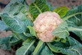 A cauliflower head surrounded by protective green leaves. Royalty Free Stock Photo