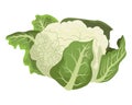 Cauliflower icon cartoon