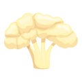 Cauliflower icon cartoon vector. Cabbage food