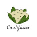 Cauliflower icon in flat style. Isolated object. Cauliflower logo. Isolated object. Organic vegetable food. Vector