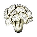 Cauliflower Icon