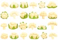 Cauliflower icons set cartoon vector. Cabbage piece