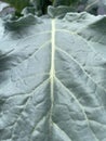 closeup photo of cauliflower leaves Royalty Free Stock Photo