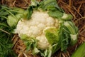 Cauliflower on marked stand Royalty Free Stock Photo