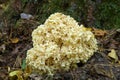 Cauliflower mushroom closeup