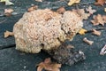 Cauliflower mushroom, sparassis crispa Royalty Free Stock Photo