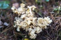 Cauliflower mushroom Sparassis crispa close-up in the forest in the wild Royalty Free Stock Photo