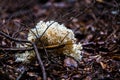 Cauliflower Mushroom - Sparassis Crispa