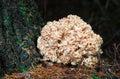 Cauliflower mushroom Sparassis crispa growing in England Royalty Free Stock Photo