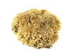 Cauliflower mushroom sparassis crispa Royalty Free Stock Photo