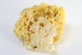 Cauliflower mushroom sparassis crispa Royalty Free Stock Photo