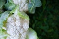 Cauliflower on a natural green background, top view, space for text Royalty Free Stock Photo