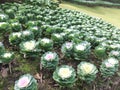 cauliflower in the park, changrai, thailand Royalty Free Stock Photo