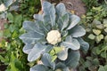 Cauliflower plant