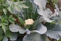 Cauli flower plant Royalty Free Stock Photo