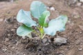 Cauliflower plants growing in Field Close View Royalty Free Stock Photo