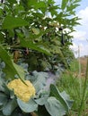 Cauliflower plants are intercropped with eggplant Royalty Free Stock Photo