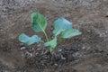 Cauliflower plants seedlings in field Royalty Free Stock Photo