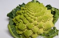 Cauliflower- Romanesco broccoli plant