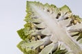 Cauliflower Romanesco broccoli Royalty Free Stock Photo