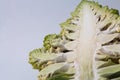 Cauliflower Romanesco broccoli Royalty Free Stock Photo