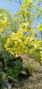 Cauliflower seeds flower nature image in parsa Nepal. Royalty Free Stock Photo