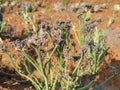 Cauliflower seeds flower in vegetablegarden.