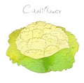 Cauliflower vector design with water color