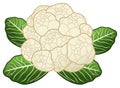 Cauliflower vector drawing on isolated white background