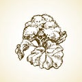 Cauliflower. Vector drawing