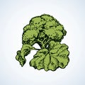 Cauliflower. Vector drawing