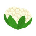 Cauliflower vector.Fresh cauliflower illustration