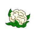 Cauliflower vector illustration