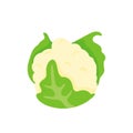 Cauliflower vector. Vegetables for healthy cooking