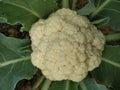 Cauliflower vegetable food white leaf green growth natural environment fress agriculture field sunny Royalty Free Stock Photo