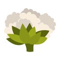 Cauliflower vegetable icon
