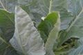 cauliflower vegetable leaves are still young and developing Royalty Free Stock Photo