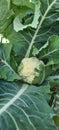 Cauliflower vegetables fresh ripe cultivation