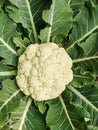 Cauliflower very beautiful and looking hot. Royalty Free Stock Photo