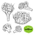 Cauliflower. Vintage collection of cauliflower in different angles. Isolated elements.