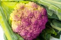 Cauliflower of violet color Royalty Free Stock Photo