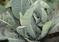 Cauliflower whiteflies pests. A close up of a cauliflower plant leaves affected by cabbage whiteflies Royalty Free Stock Photo