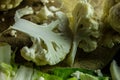 Cauliflower & x28;Brassica oleracea L. var. Botrytis& x29; is a variety of Brassica oleracea. Royalty Free Stock Photo