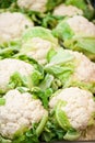 Cauliflowers Royalty Free Stock Photo