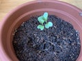 Cauliflowre seedlings in a pot