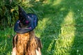 Causcasian blond girl with long hair in halloween witch costume sitting on a grass Royalty Free Stock Photo