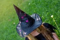 Causcasian blond girl with long hair in halloween witch costume sitting on a grass Royalty Free Stock Photo
